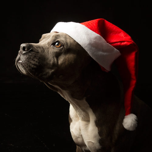 Pet dog in Christmas hat