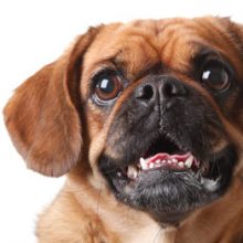 Pet photography in Margaret River